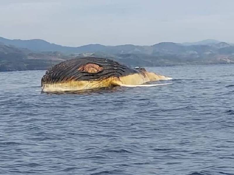 Gigantesca ballena flota muerta en Playa Soledad, Michoacán