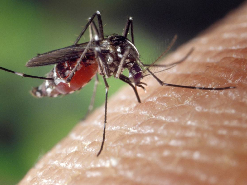 Dengue cobra fuerza en el sureste