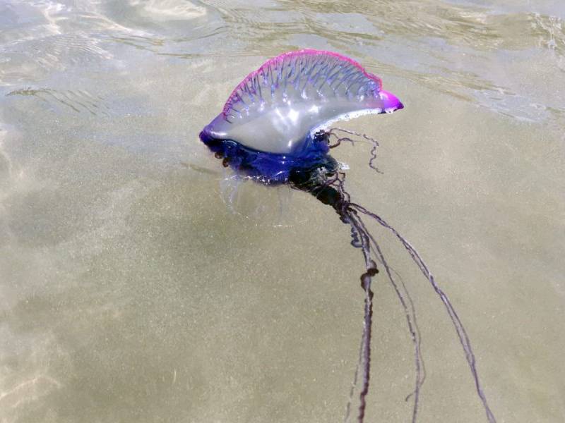 Primeros ataques de medusa carabela en Progreso