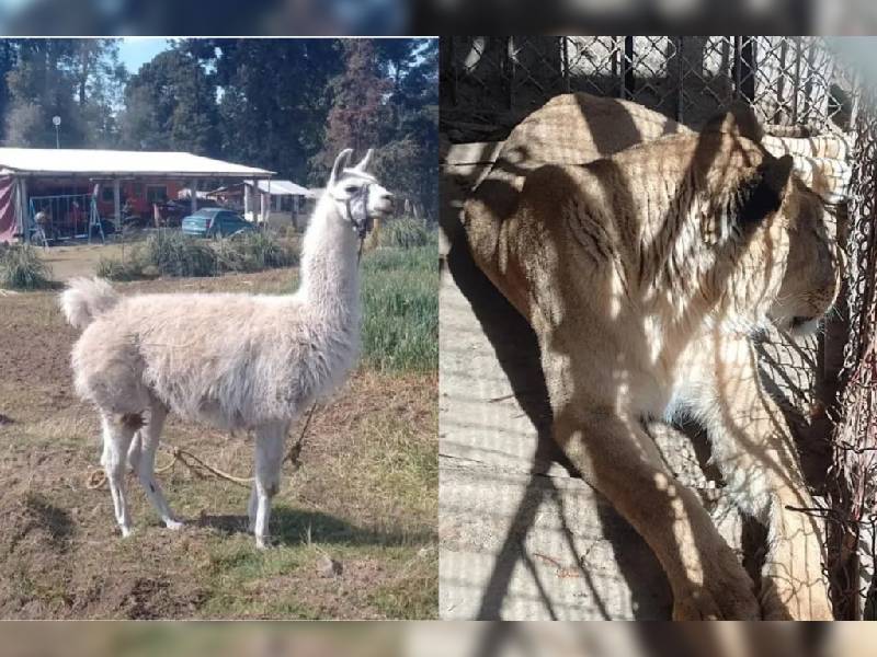 Durante cateo rescatan a llama y leona en Coatepec Harinas, Edomex