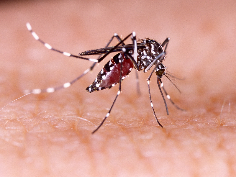 Se detectan diariamente tres casos de dengue en el estado