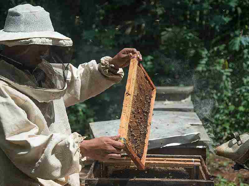 precio de la miel