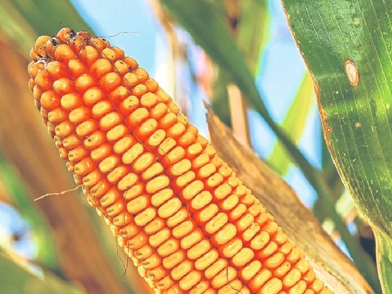 EU recurrirá a consultas del TMEC por decreto contra maíz transgénico