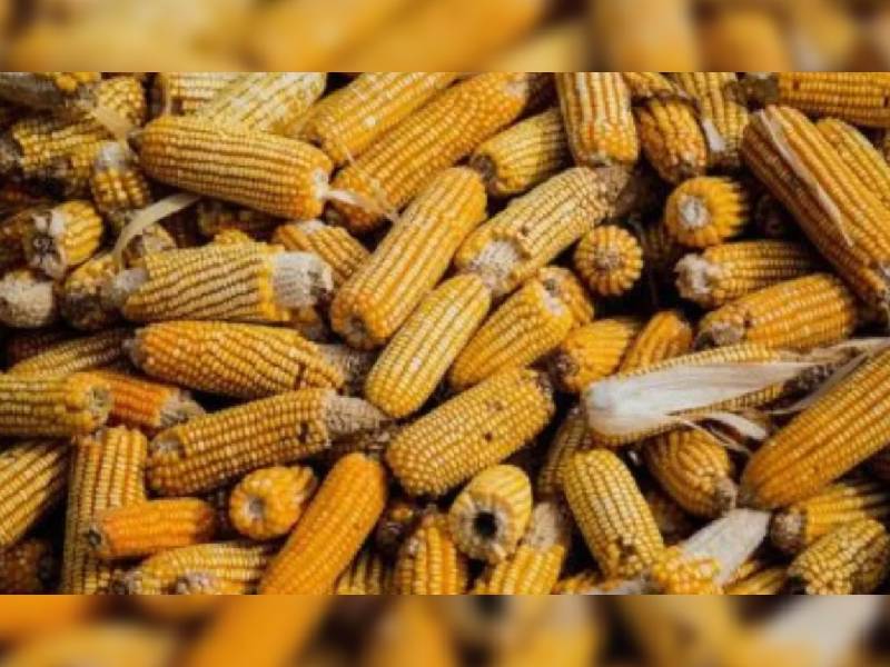 Canadá también consulta a México por tema del maíz