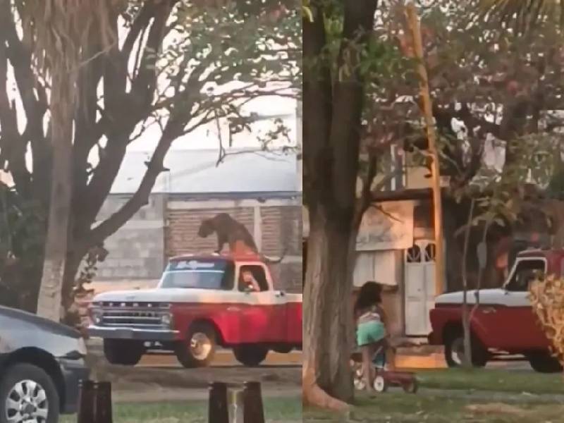 VIDEO: ¡Sobre una camioneta! Pasean a tigre en Parácuaro, Michoacán