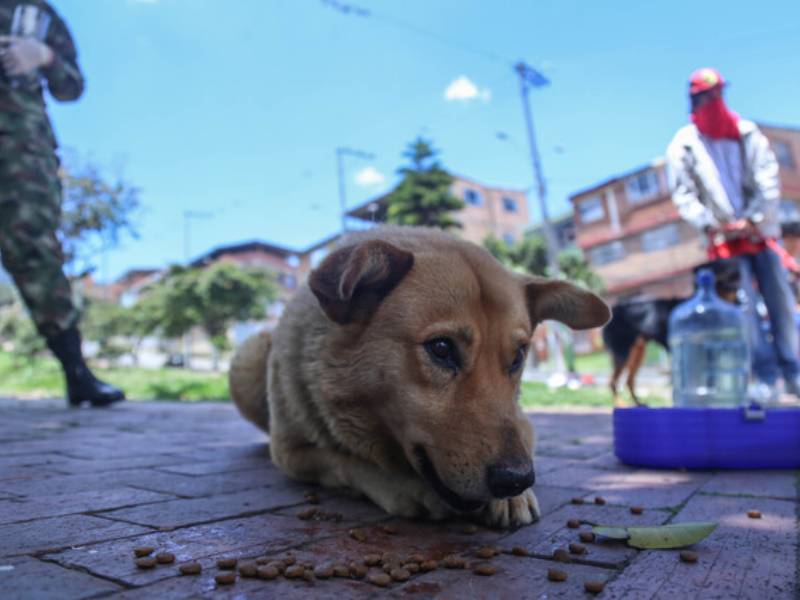 Castigarán hasta con 10 años de prisión a maltratadores de animales