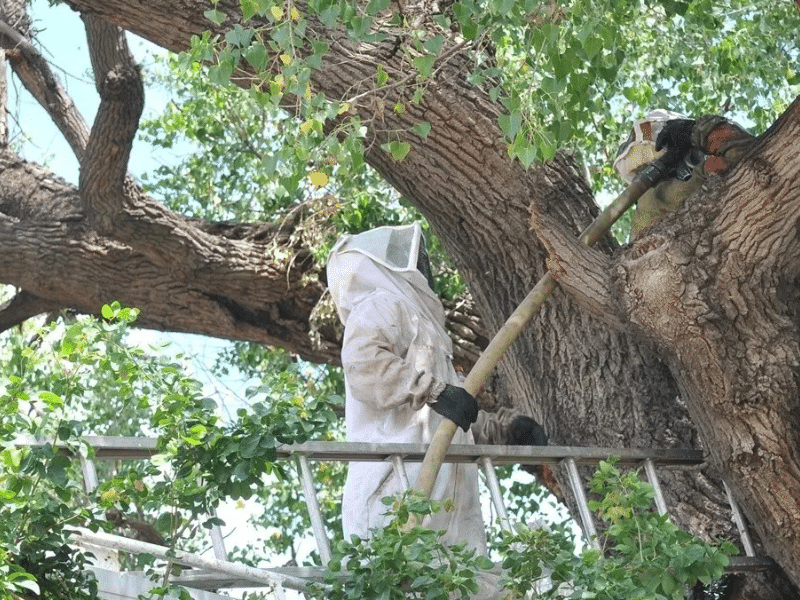 Aumentan los ataques de abejas en Yucatán