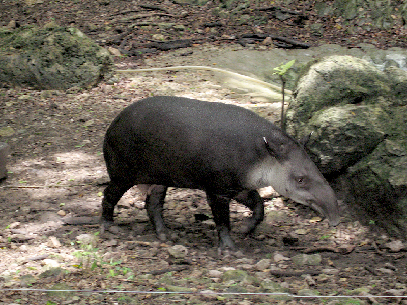Quieren regresar tapires silvestres a Yucatán 