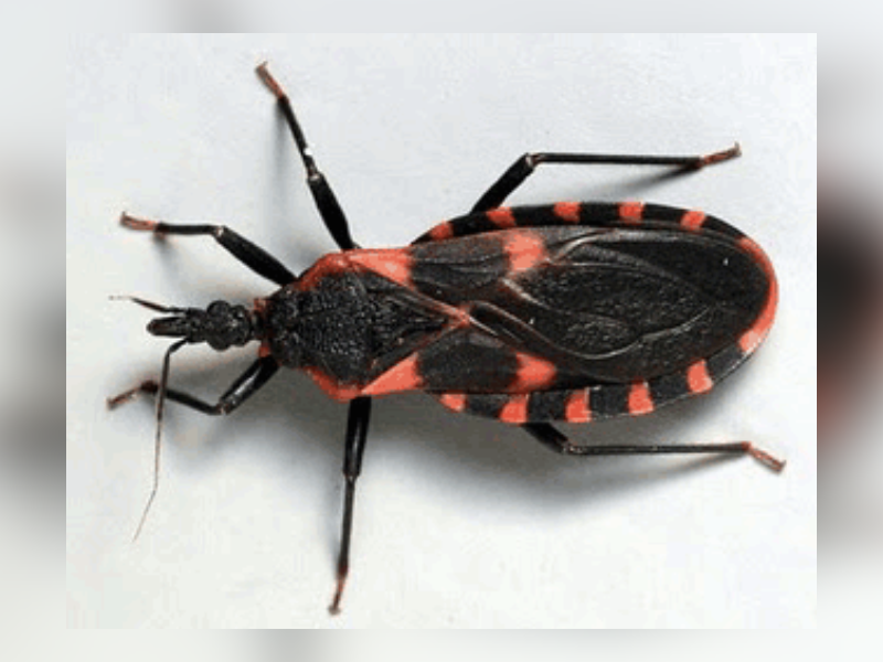Reportan aumento de casos de Chagas en Yucatán
