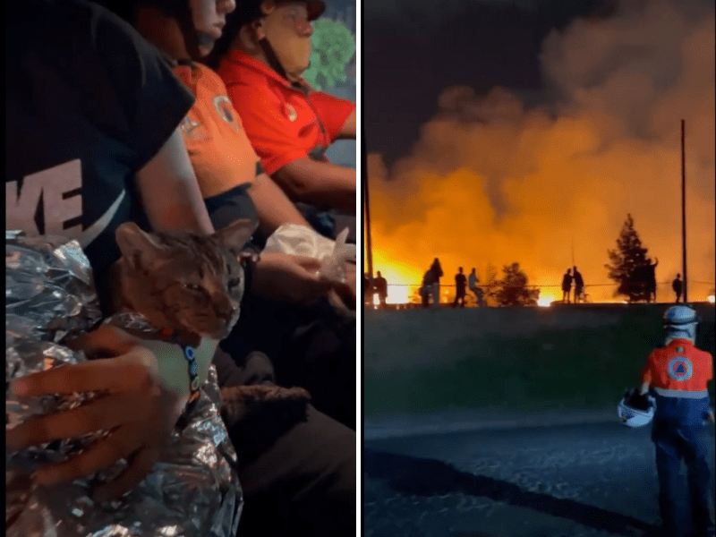 Rescatan a gatito tras incendio en la Central de Abastos