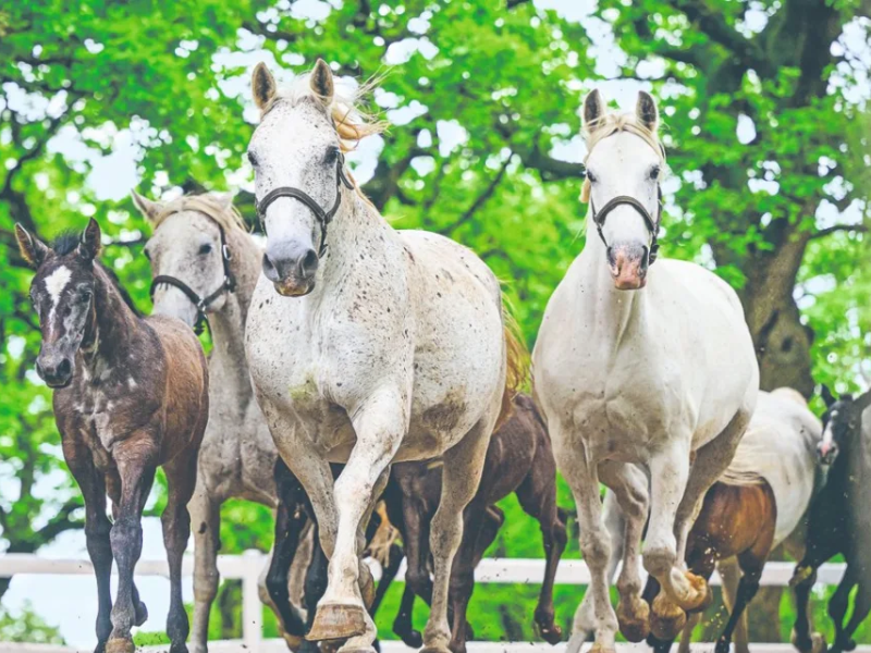 Caballos lipizzanos, patrimonio cultural de la humanidad