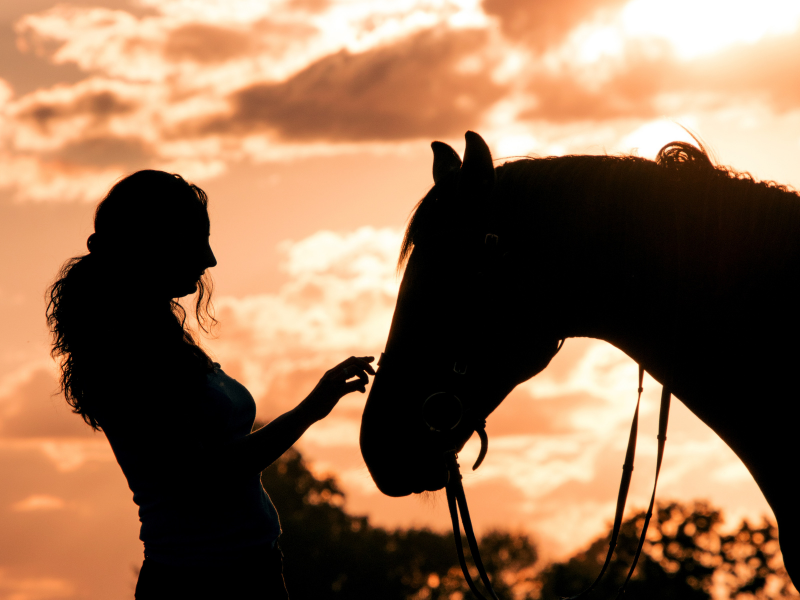 Congreso pide revisar a los caballos utilizados para recreación