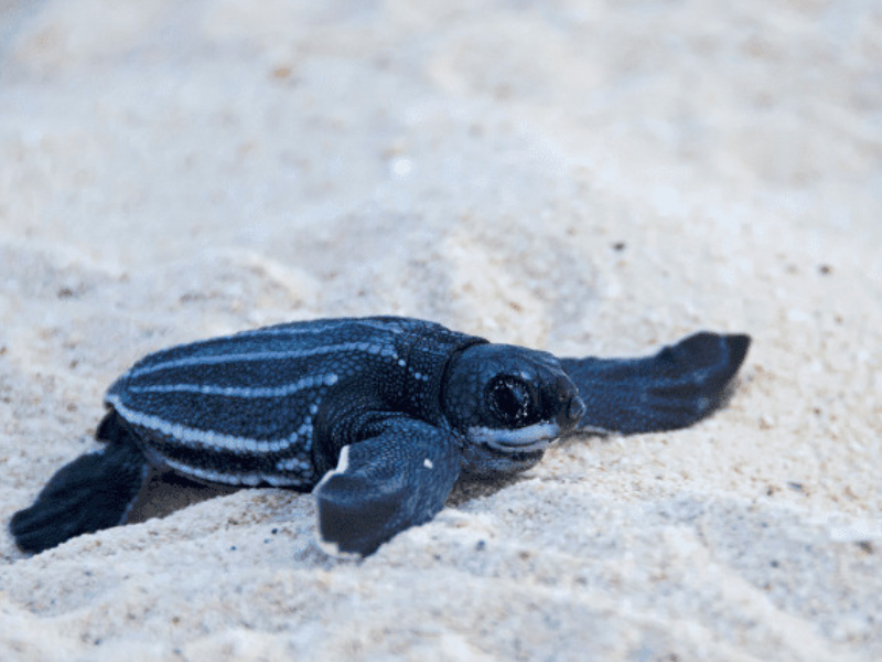 Estas son la especies de tortuga que arriban al Arrecife Alacranes