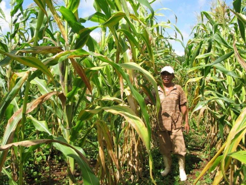 agricultor yucateco