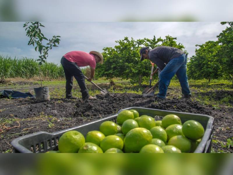 cosecha de frutas