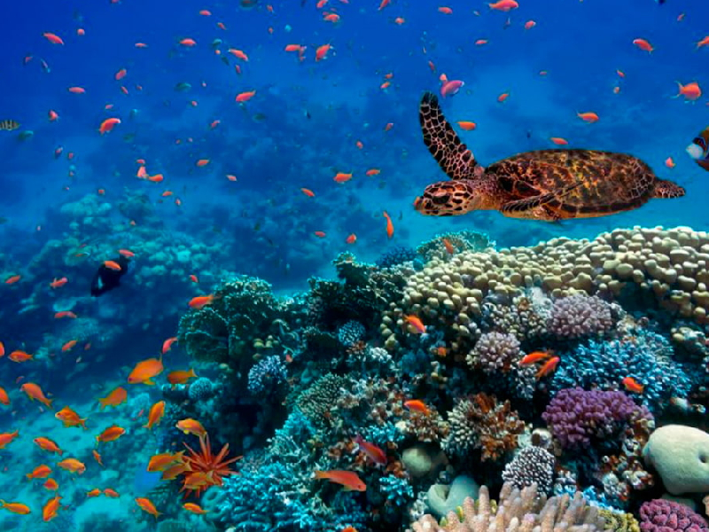 En el marco del Día Mundial de los Océanos llaman a su preservación