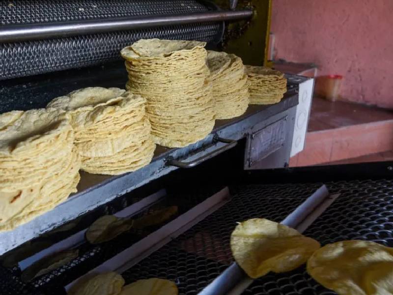 AMLO obligará a las tortillerías a usar maíz blanco nacional