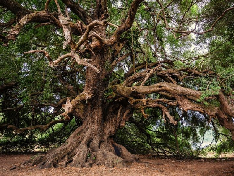 28 de junio: Día Mundial del Árbol