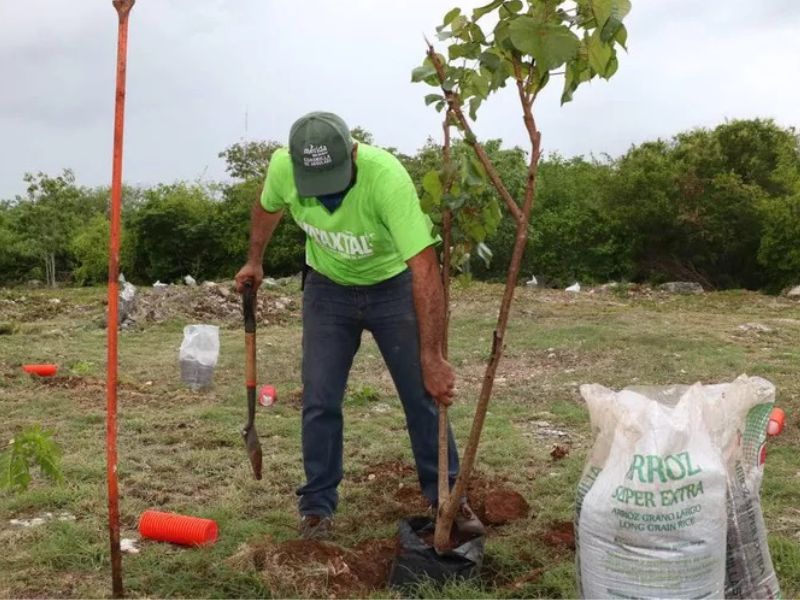 Sequía pone en pausa Cruzada Forestal 2023 en Mérida