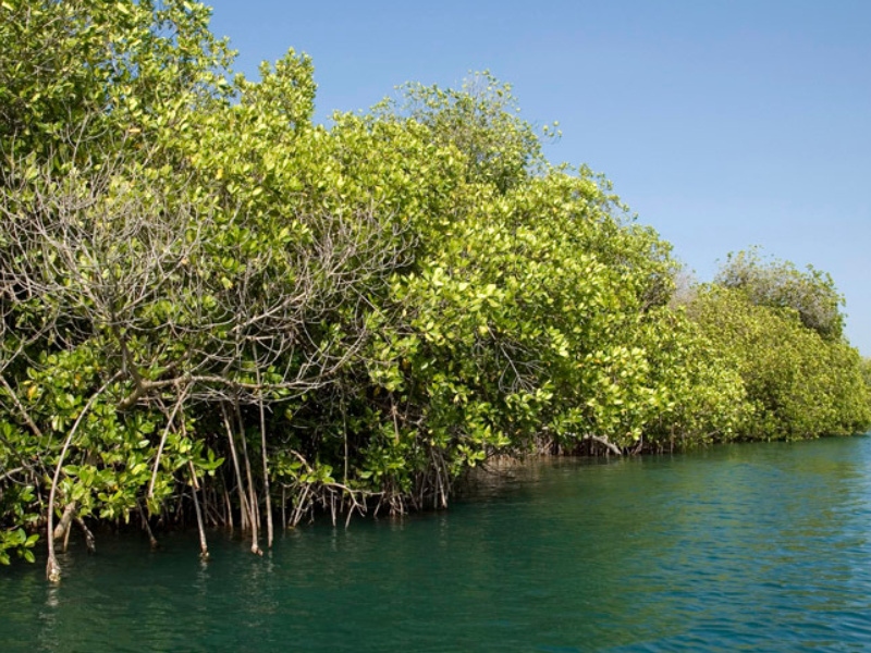 Comunidades cierran filas para la protección de los manglares