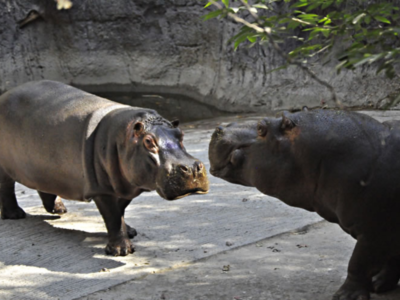 La historia del Zoológico de Chapultepec en su aniversario número 100