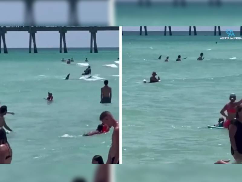 Video. ¡Terror! Tiburón sorprende a turistas en playa de Florida