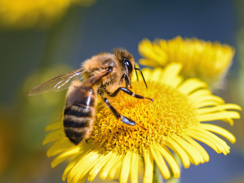 Yucatán Aumenta la conciencia ciudadana sobre la preservación de las abejas