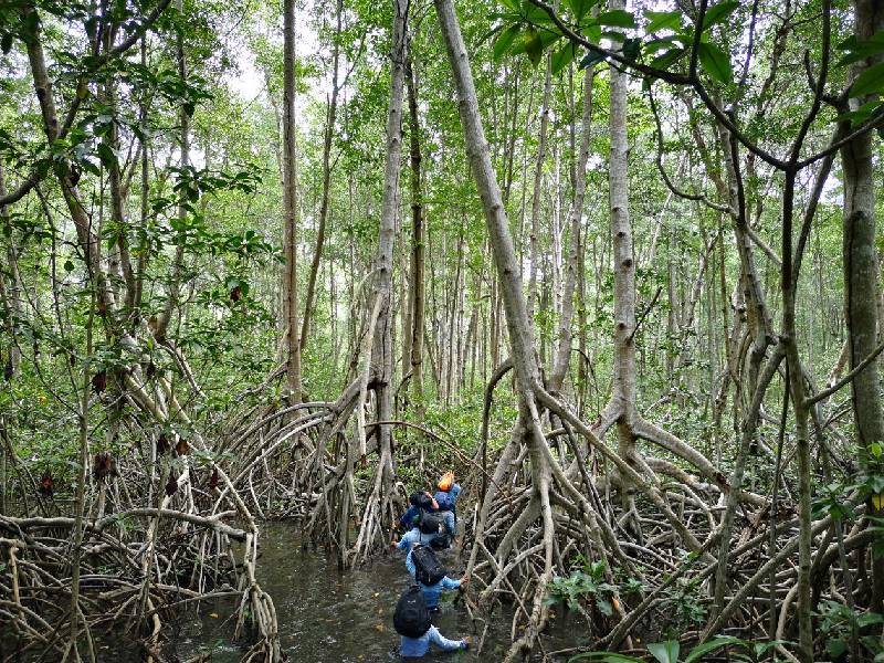 manglar