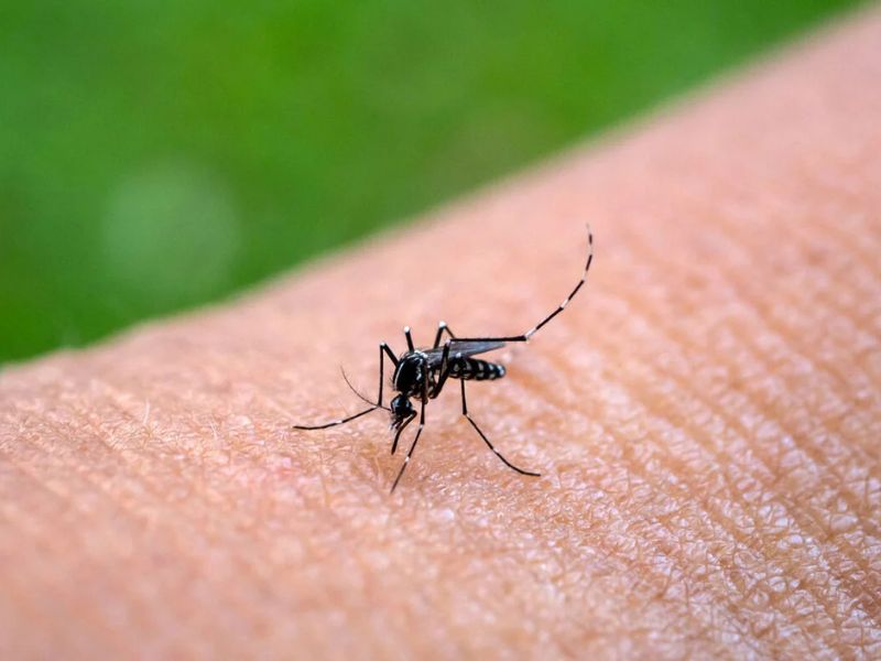 Dengue en Yucatán.