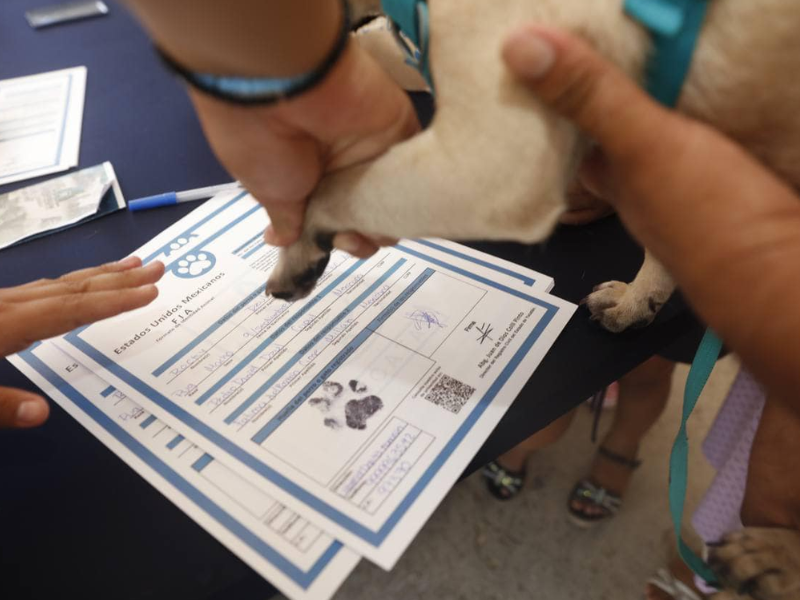 Peek' Friendly Mascotas de Yucatán reciben actas de nacimiento en Kanasín