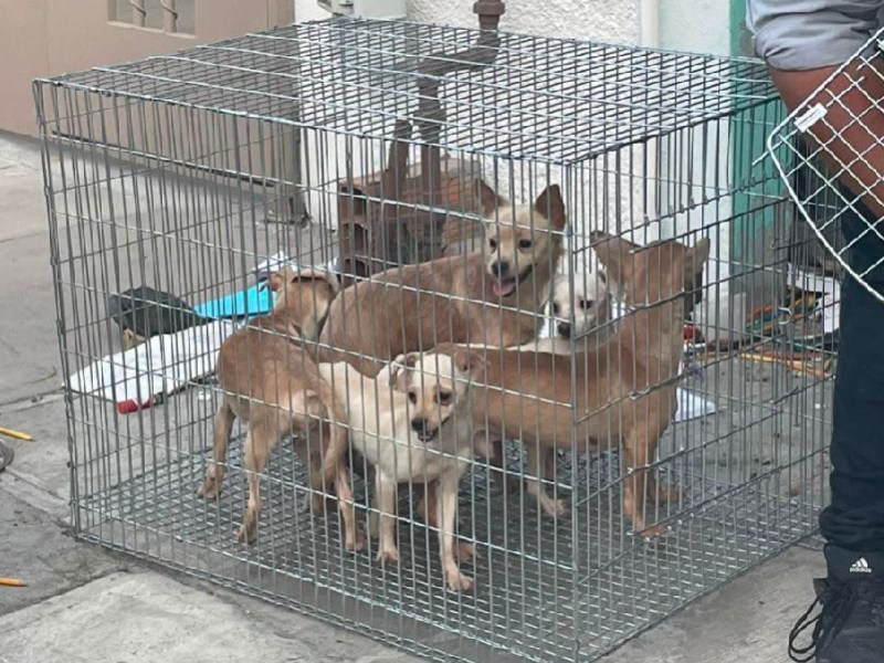 Rescatan 17 perros que sufrían maltrato en Nuevo León