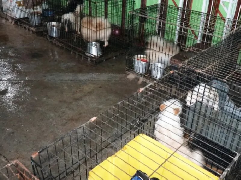 Rescatan a 31 perros de criadero clandestino en Ecatepec
