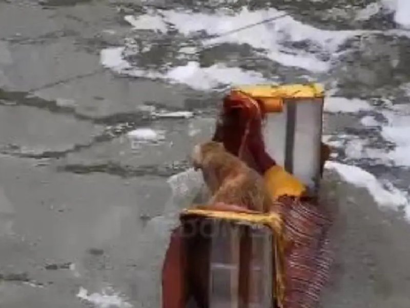 Video. Bomberos rescatan a perrito de canal de aguas negras en Naucalpan
