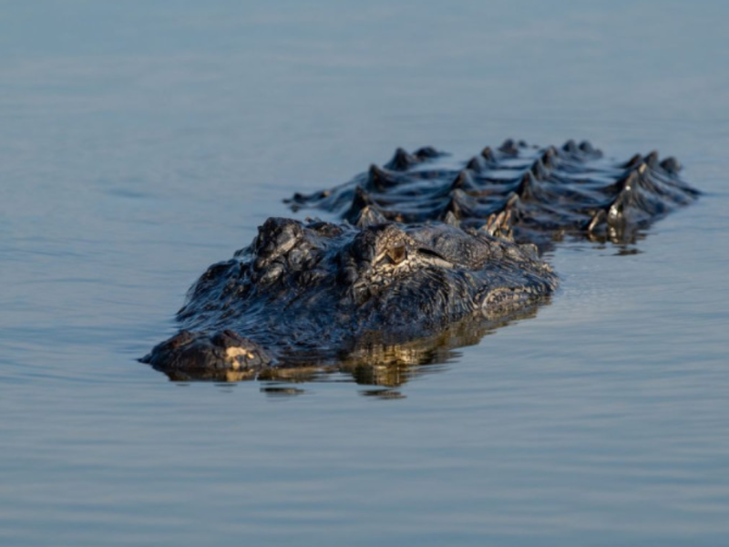 Matan a caimán de 4 metros que cargaba un cadáver en Florida