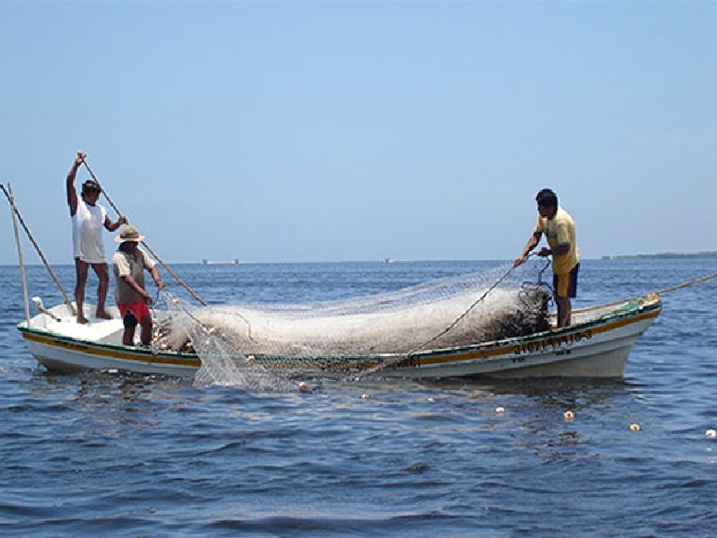 Pesca furtiva se ha incrementado en un 30 por ciento en los últimos años