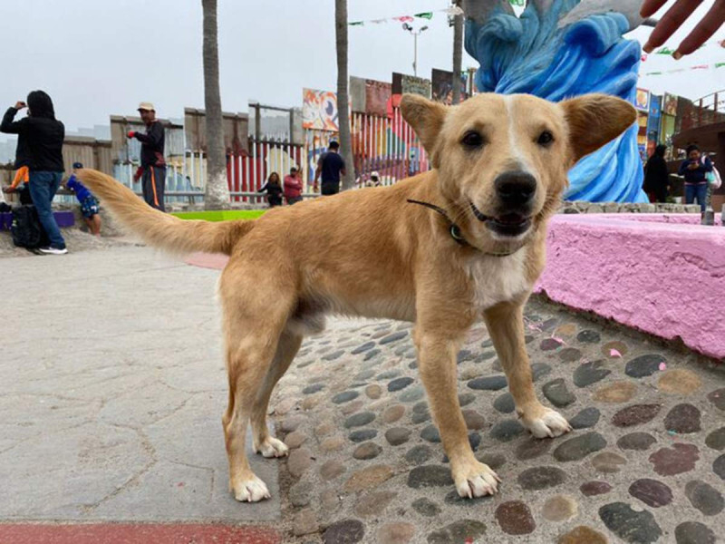 Se acaba sueño americano para perro migrante; lo regresan a Tijuana