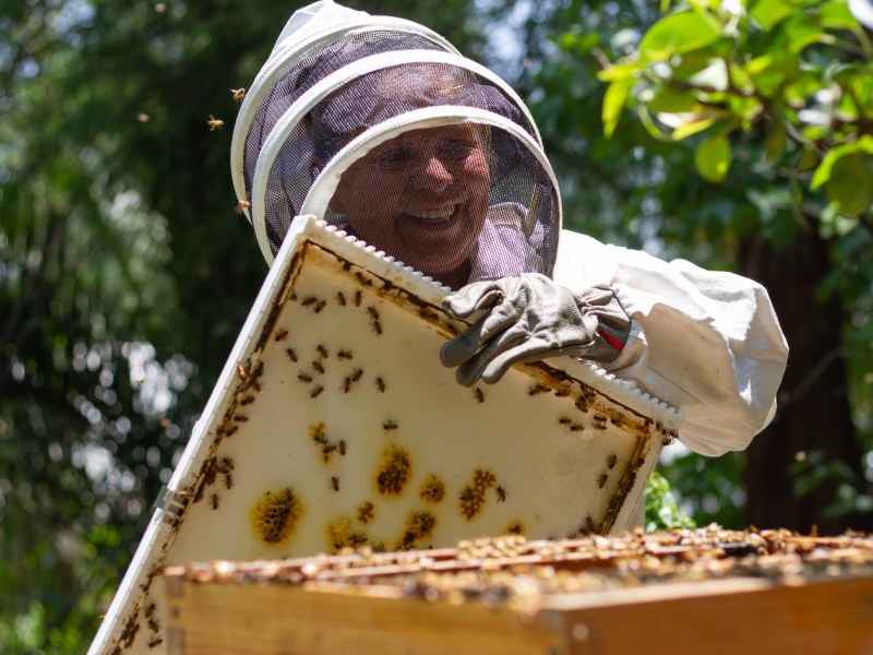 Reconocen el talento y pasión de las apiculturas yucatecas