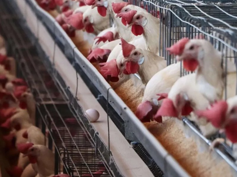 Buscan evitar gripe aviar en México