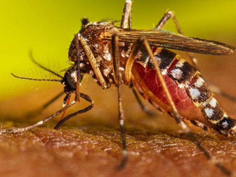 Detectan nueva cepa de dengue en Yucatán; no se decretará emergencia