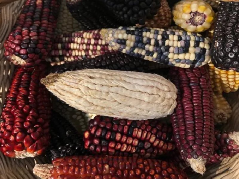 Agricultores de maíz emiten declaratoria antitransgénicos