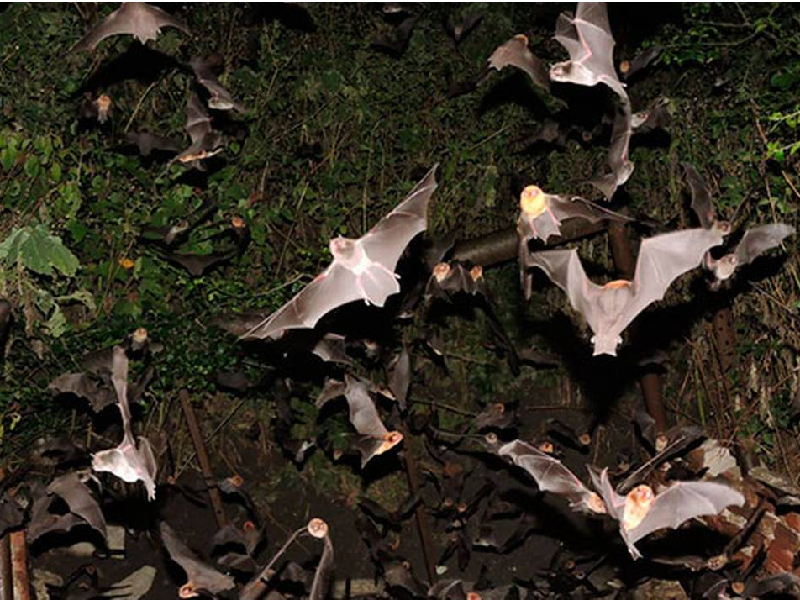 Contribuyen murciélagos en parar propagación del dengue