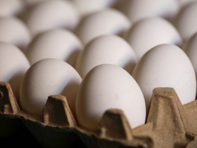 En Yucatán se mantiene estable producción y precio del huevo