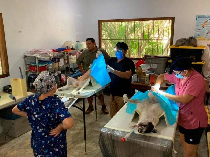 Esterilizan gratis perros y gatos en Ría Lagartos