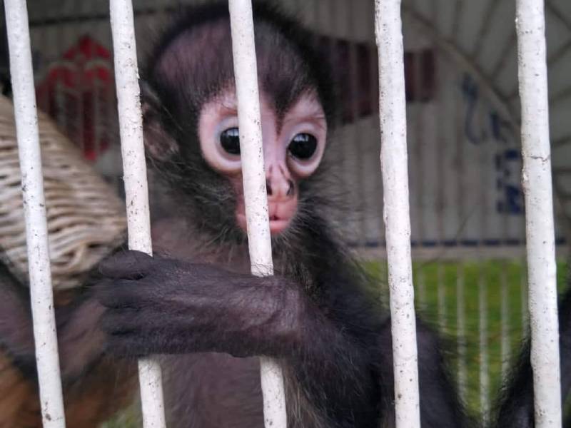 Mono araña bebé fue abandonado en la puerta de una casa en Mérida