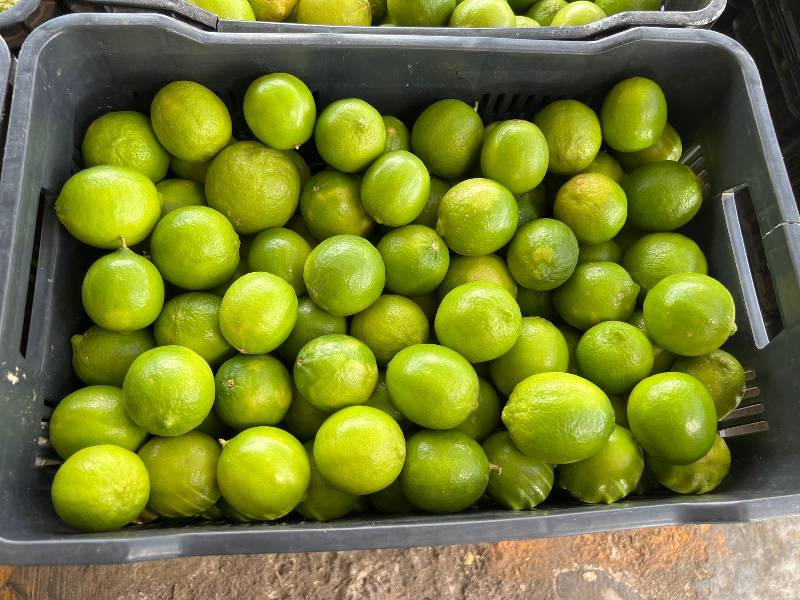 Se encarece el limón en Yucatán