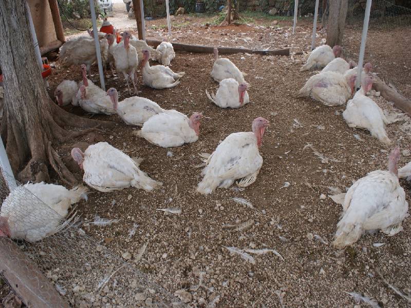 Prepara Yucatán producción de pavo a gran escala