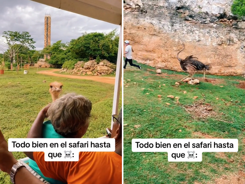 Video Avestruz 'ataca' a empleado de Safari en Mérida