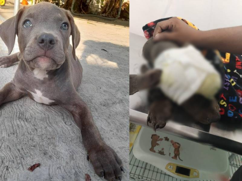 Denuncian otro caso de maltrato animal, mataron a cachorro pitbull al sur de Mérida