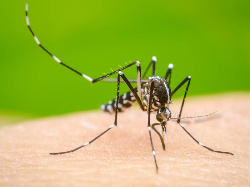 Cierra semana epidemiológica con 453 nuevos casos de dengue en Yucatán