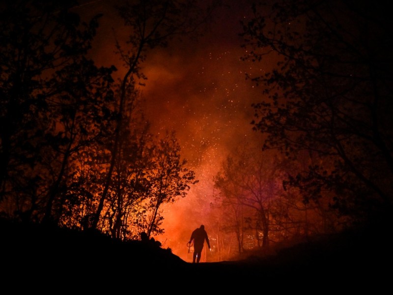 Aumento alarmante de incendios forestales pone en peligro los ecosistemas terrestres